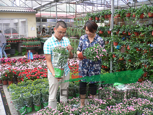 消費者正在挑選盆栽小菊.jpg